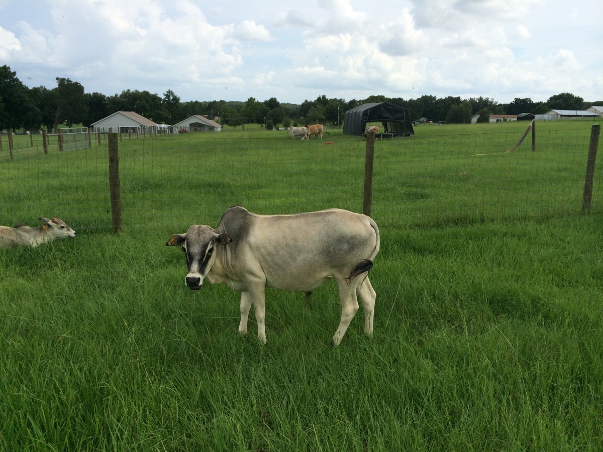 Registered Zebu Unrelated Pairs For Sale Stormy Hill Farms