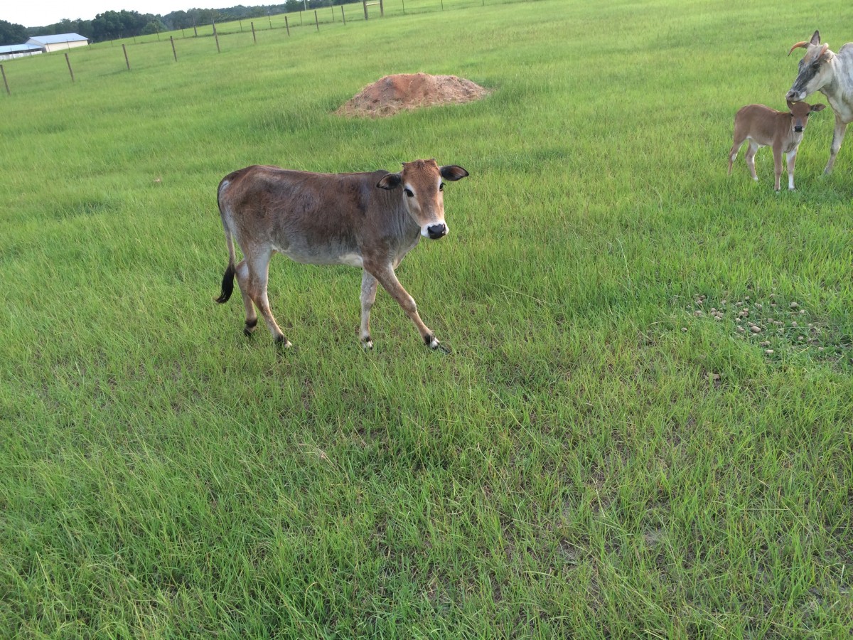 Registered Zebu Unrelated Pairs For Sale Stormy Hill Farms