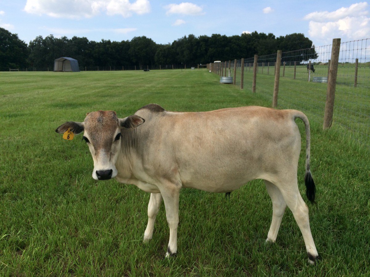 Registered Zebu Unrelated Pairs For Sale Stormy Hill Farms