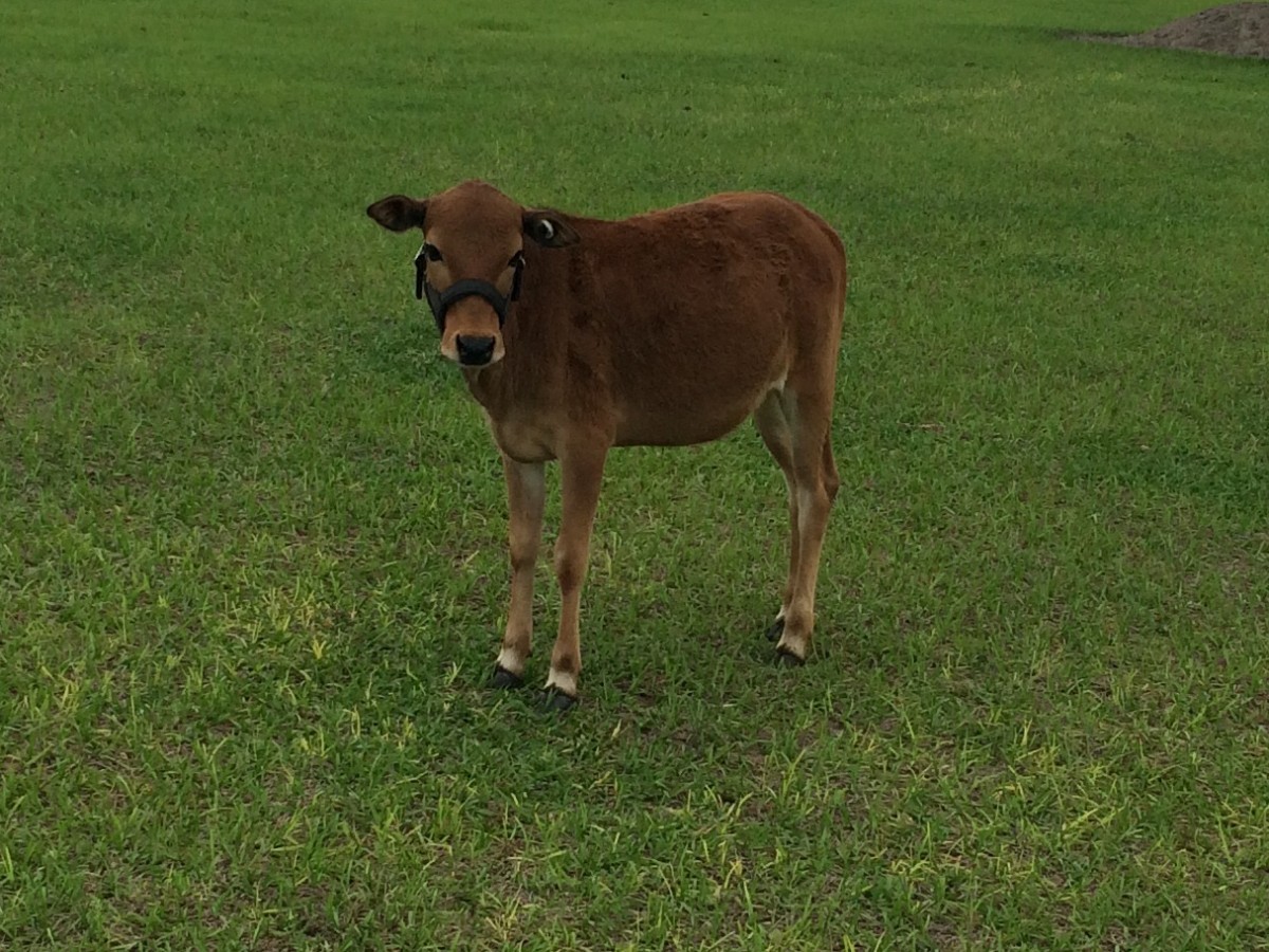 Registered Miniature Zebu Unrelated Pairs For Sale Stormy Hill Farms