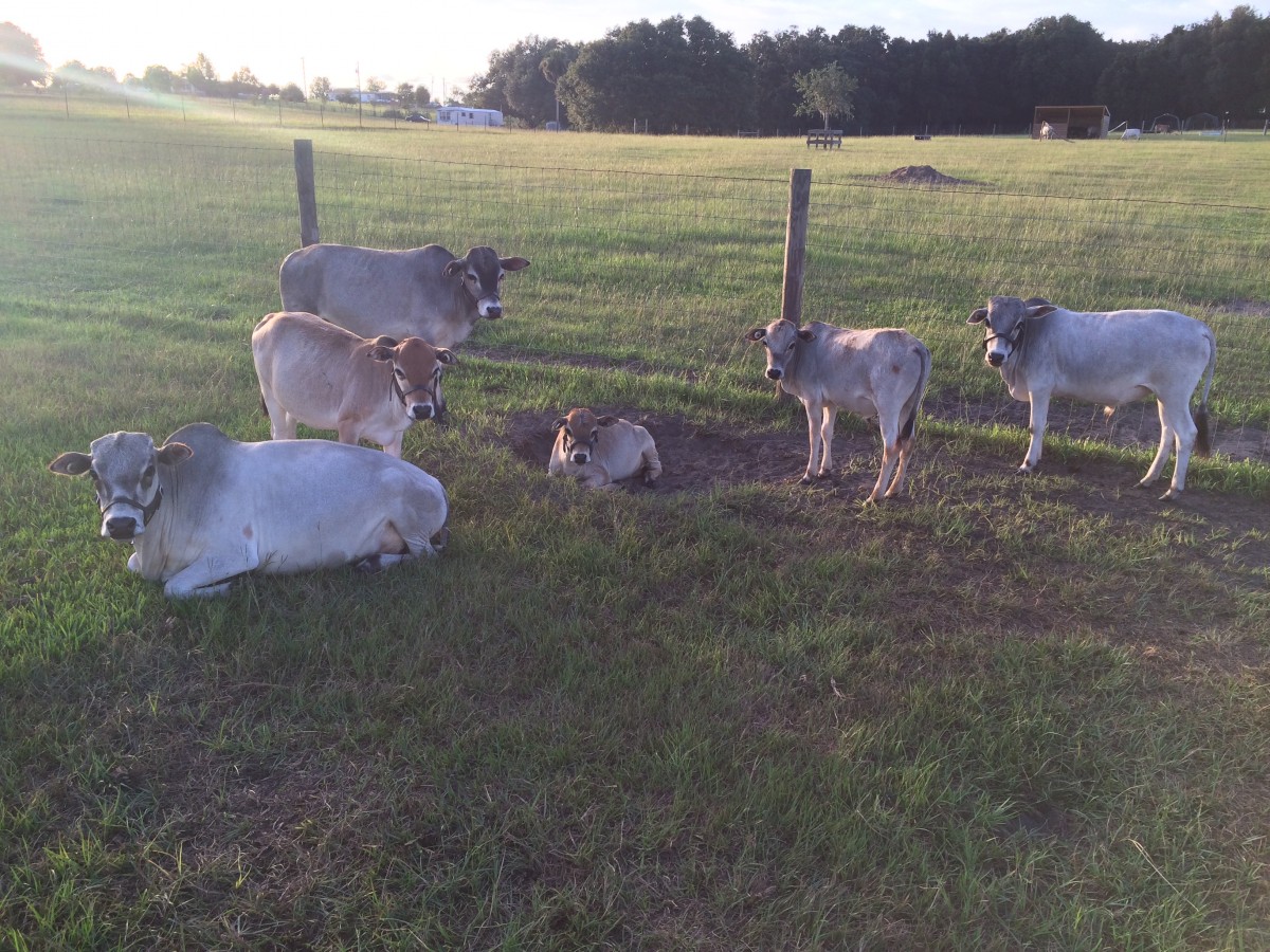 Registered Miniature Zebu For Sale Stormy Hill Farms