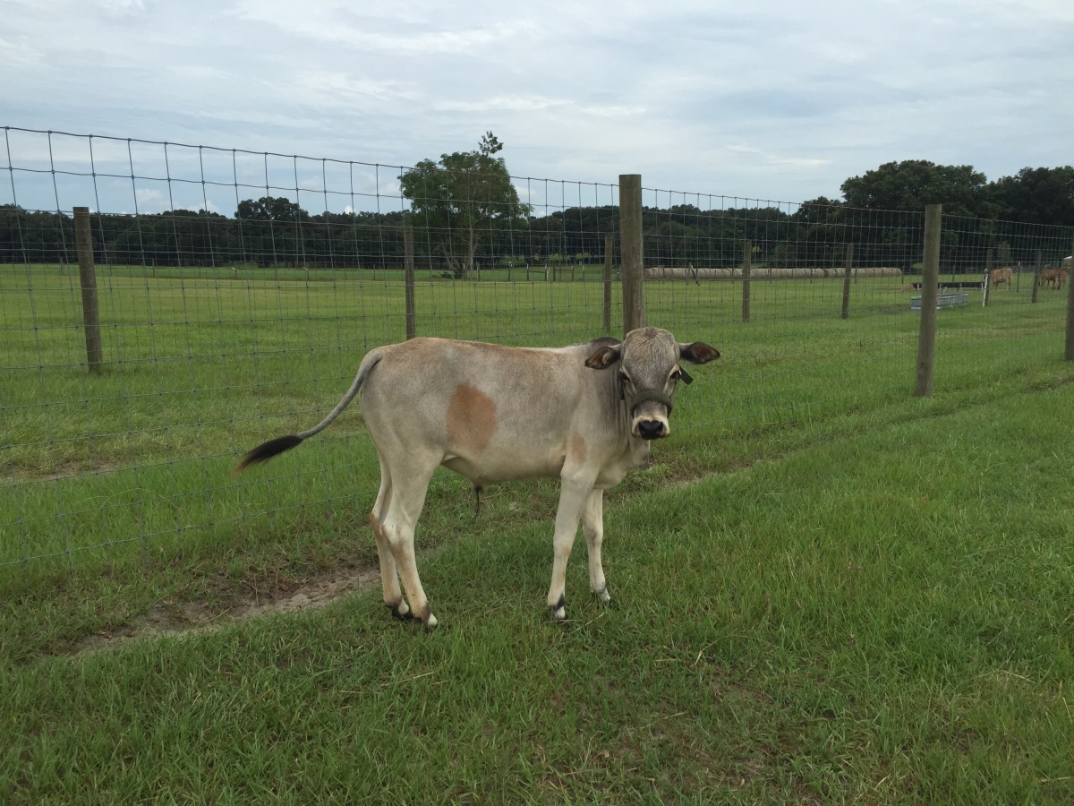 Registered Miniature Zebu For Sale Stormy Hill Farms