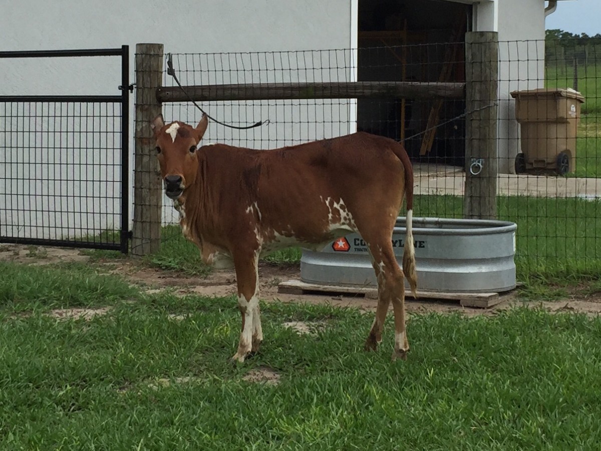 Registered Miniature Zebu For Sale Stormy Hill Farms