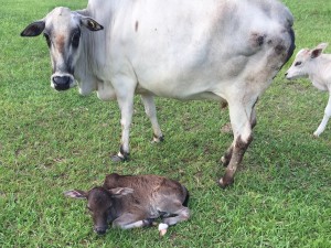 Lillee's bull calf - website