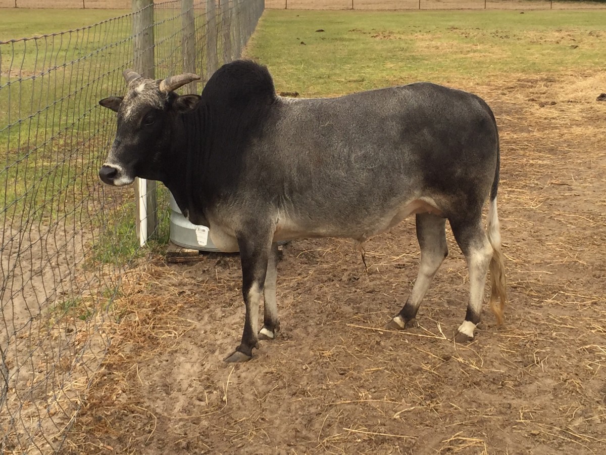 Registered Miniature Zebu Breeding Pair Available Stormy Hill Farms