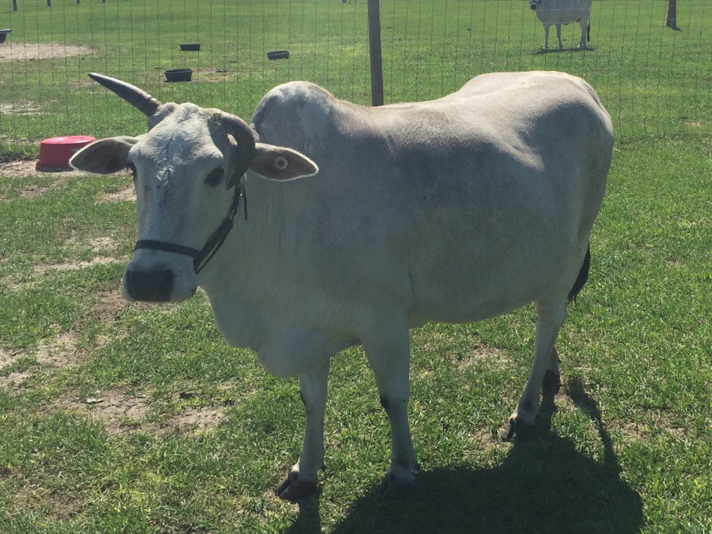 Zebu For Sale Stormy Hill Farms