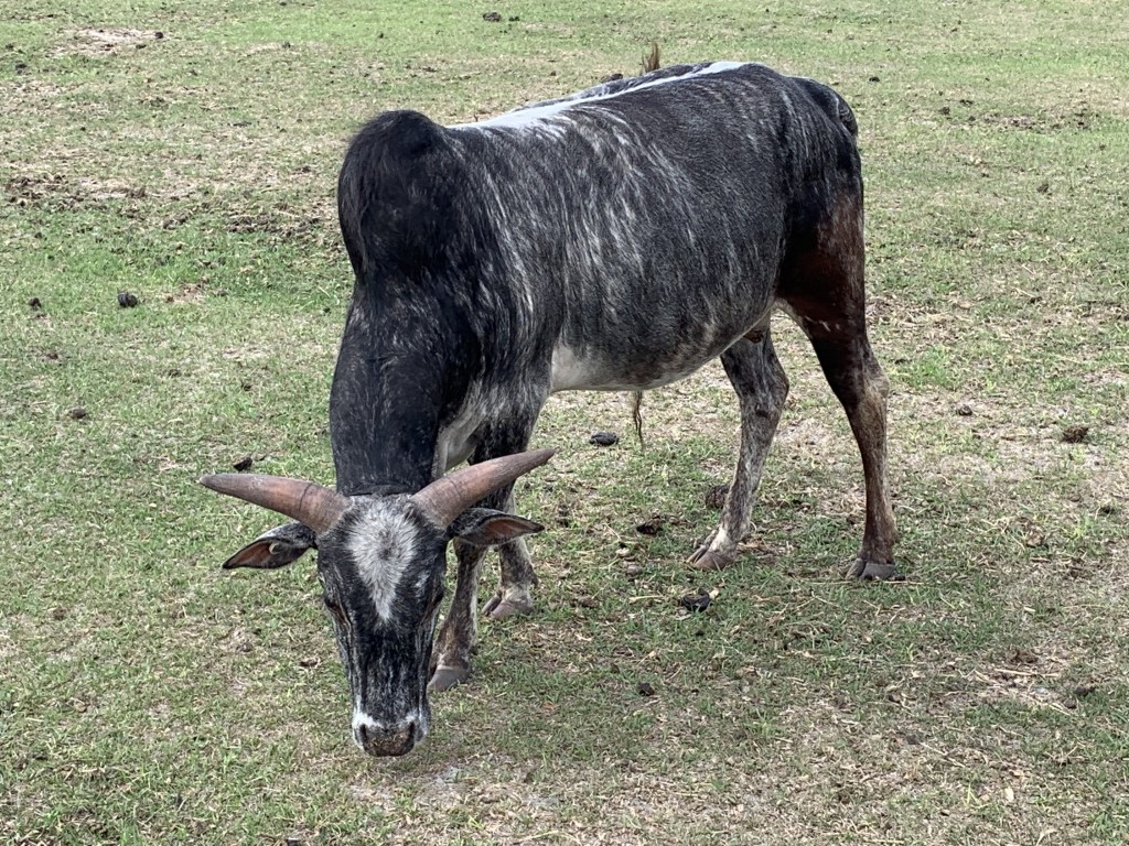 Zebu For Sale Stormy Hill Farms