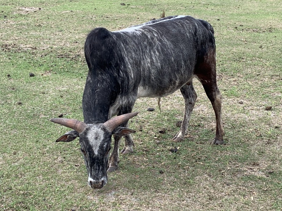 Zebu For Sale Stormy Hill Farms