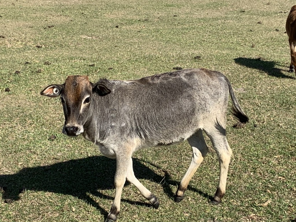 Zebu For Sale Stormy Hill Farms