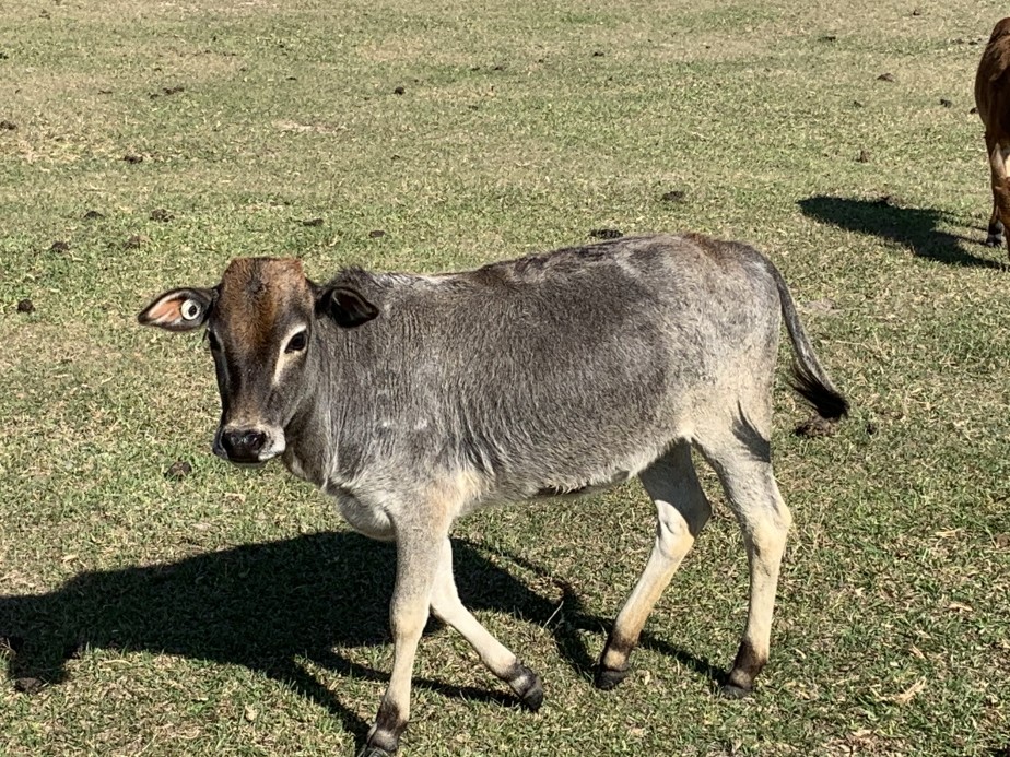 Zebu For Sale Stormy Hill Farms
