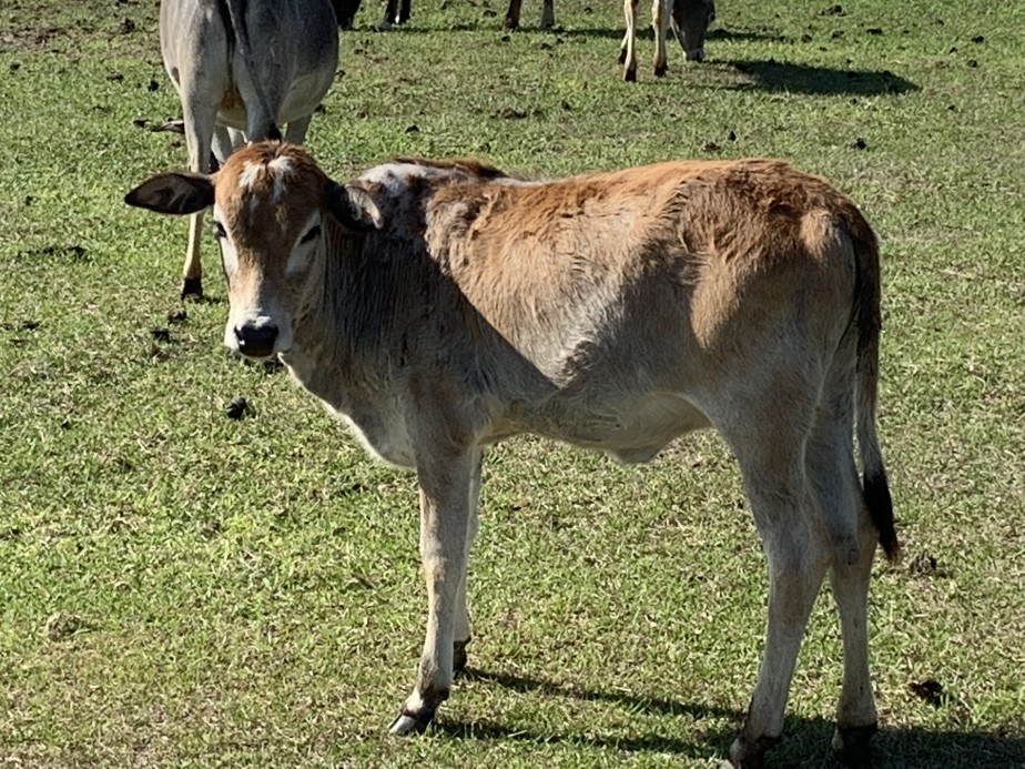Zebu For Sale Stormy Hill Farms