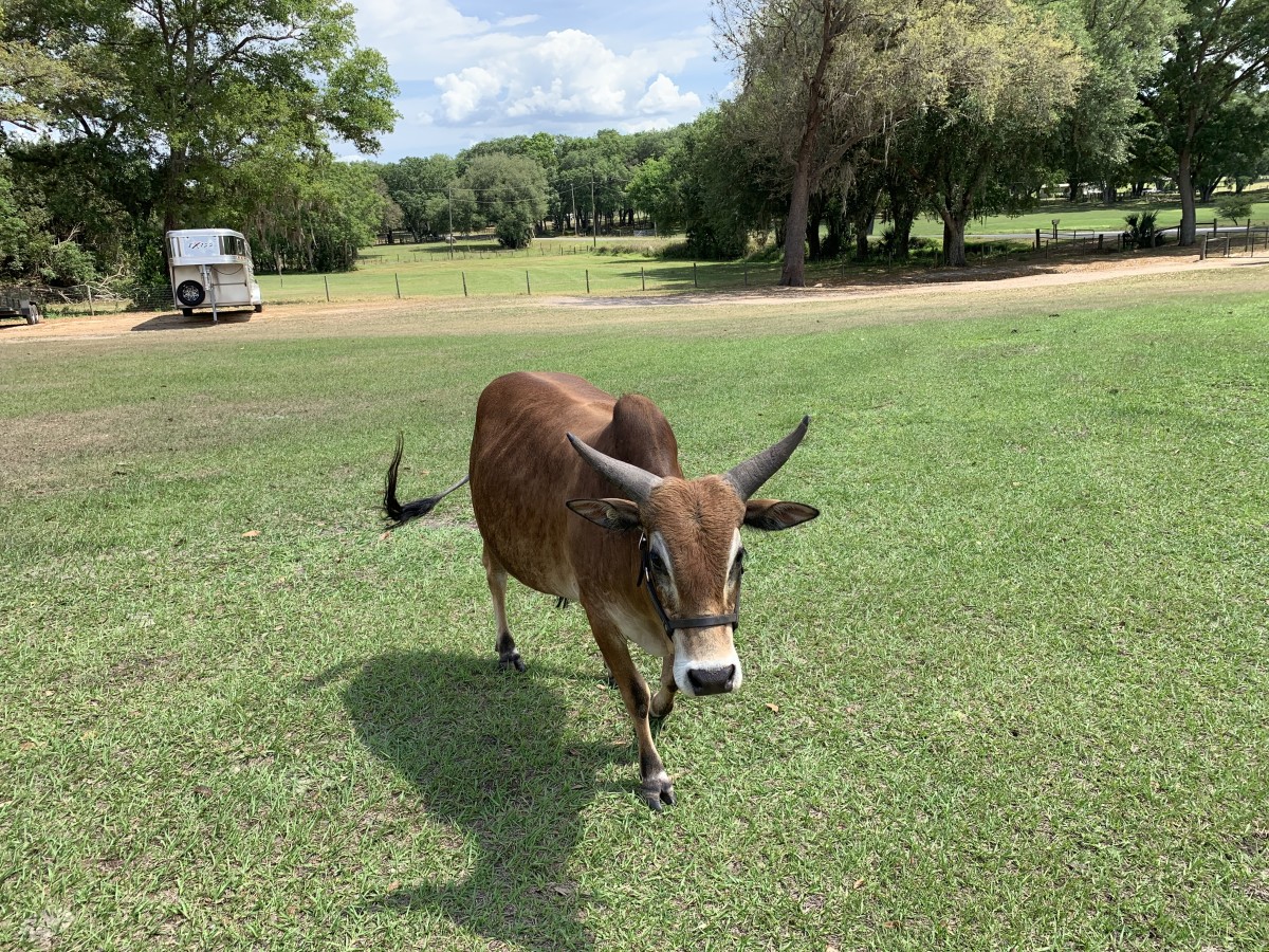 Zebu For Sale Stormy Hill Farms