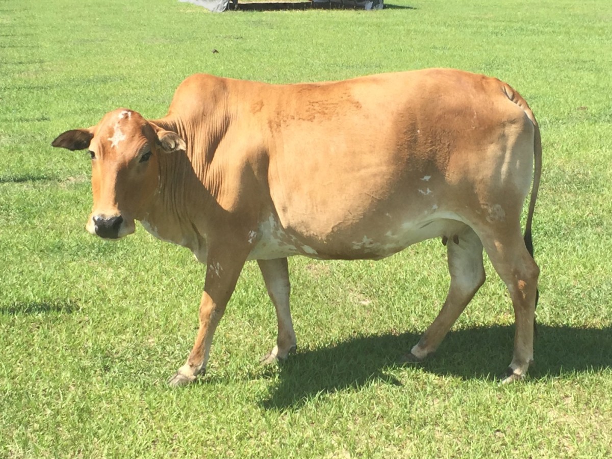Zebu For Sale Stormy Hill Farms