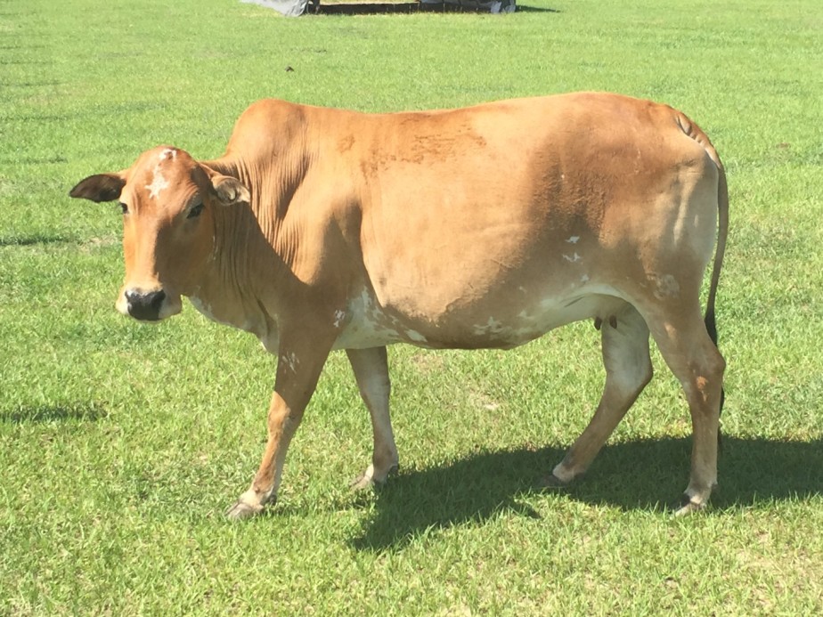 Zebu For Sale Stormy Hill Farms