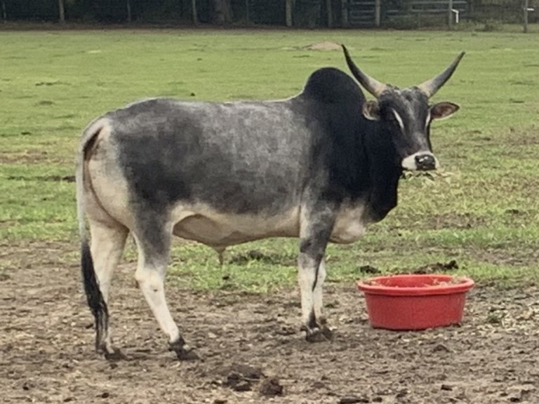 Zebu For Sale Stormy Hill Farms