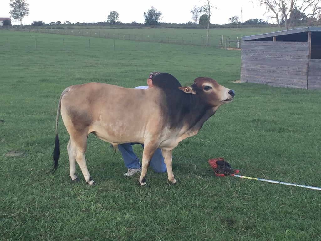 Zebu For Sale Stormy Hill Farms