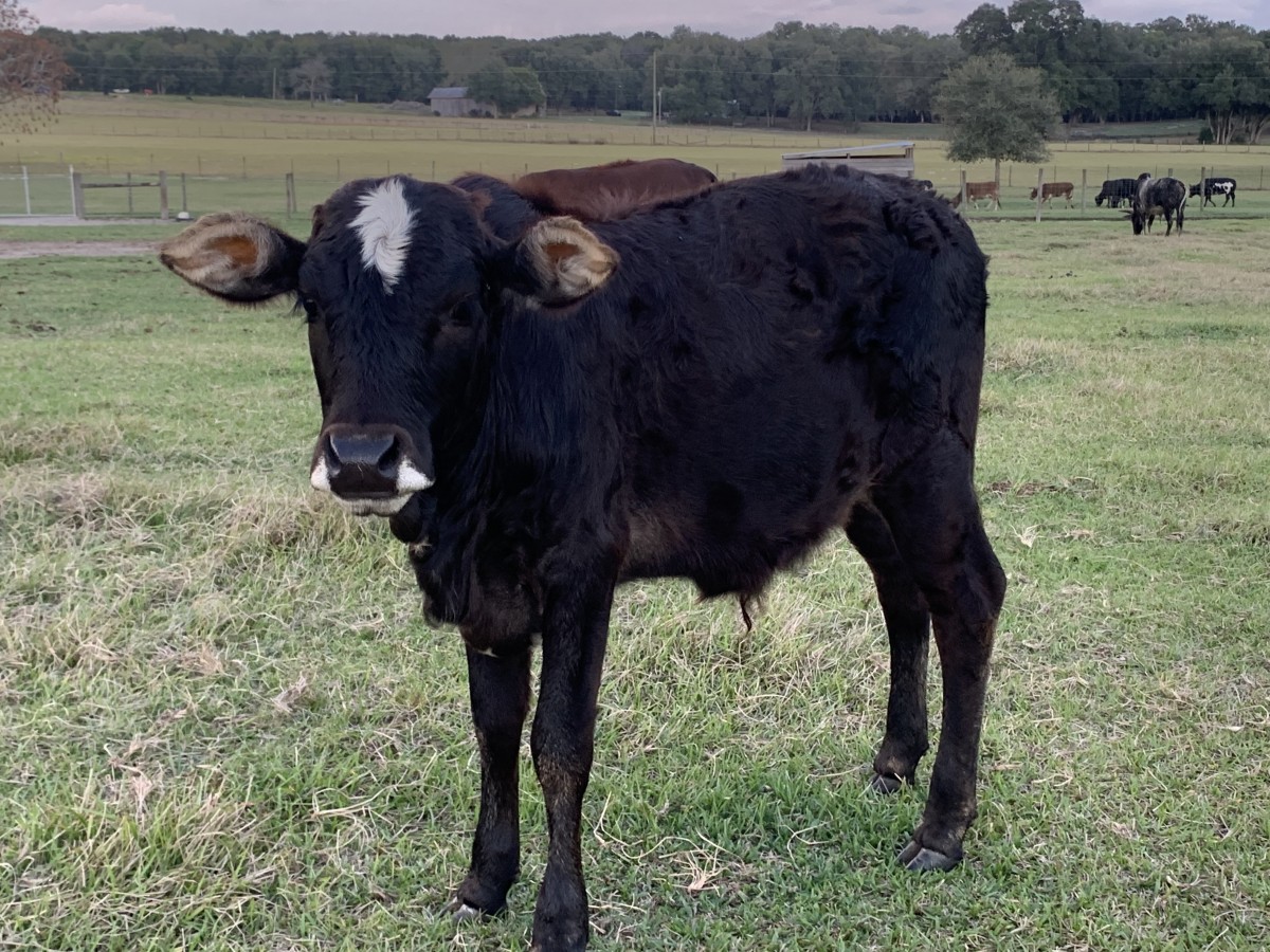 Zebu For Sale Stormy Hill Farms