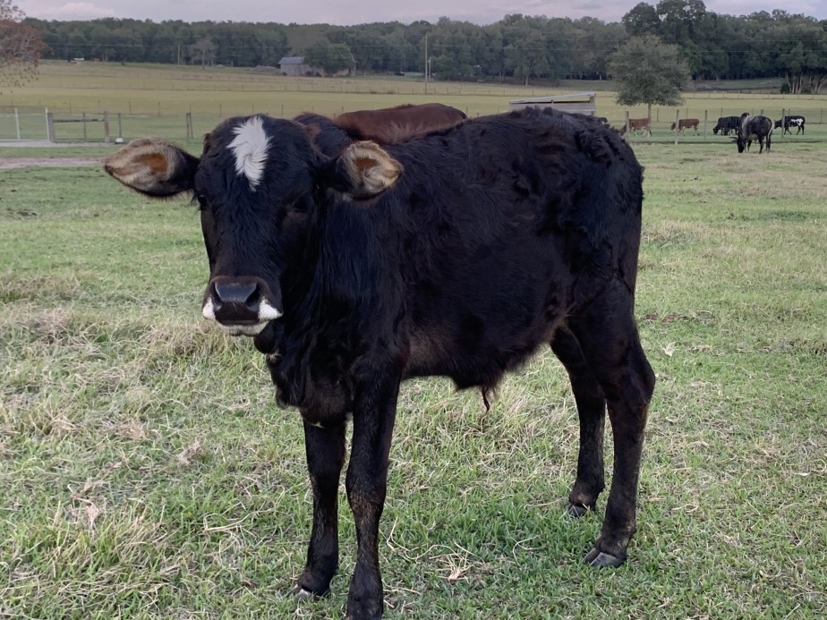Zebu For Sale Stormy Hill Farms