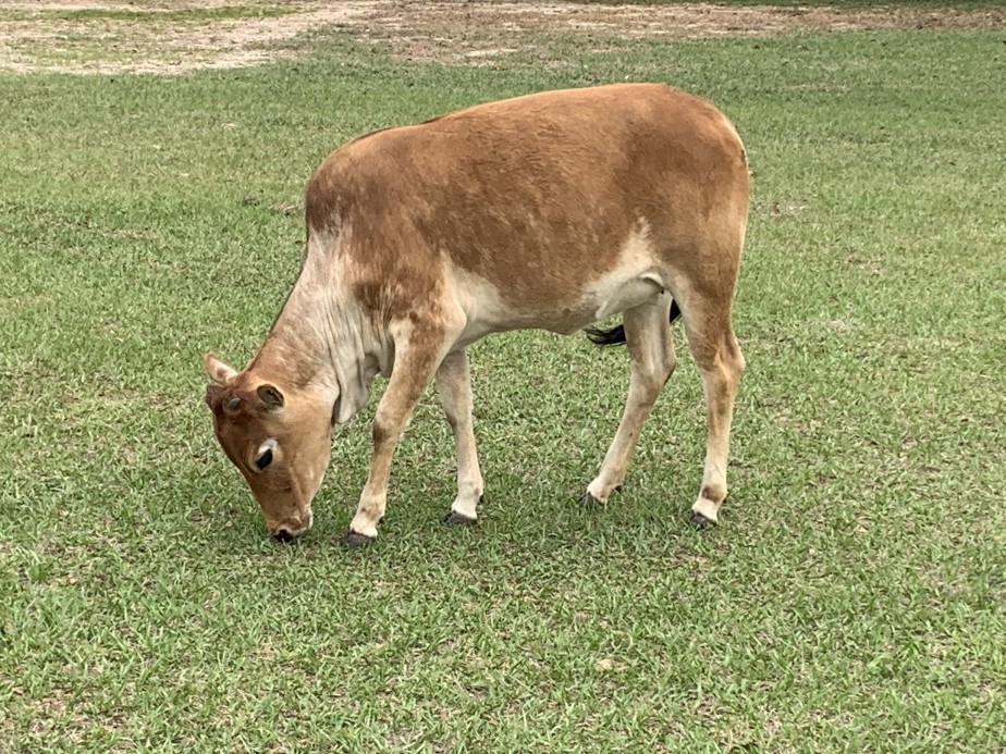 Zebu For Sale Stormy Hill Farms