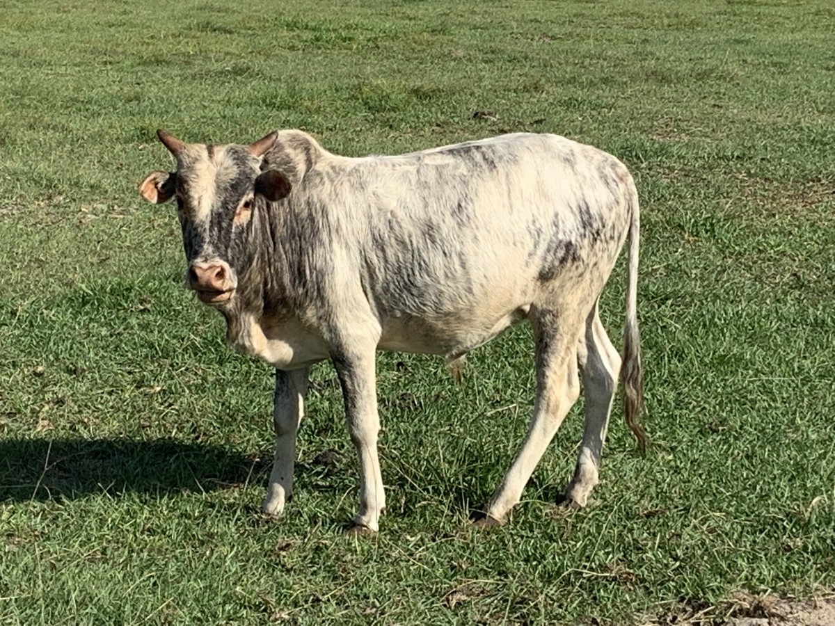Zebu For Sale Stormy Hill Farms