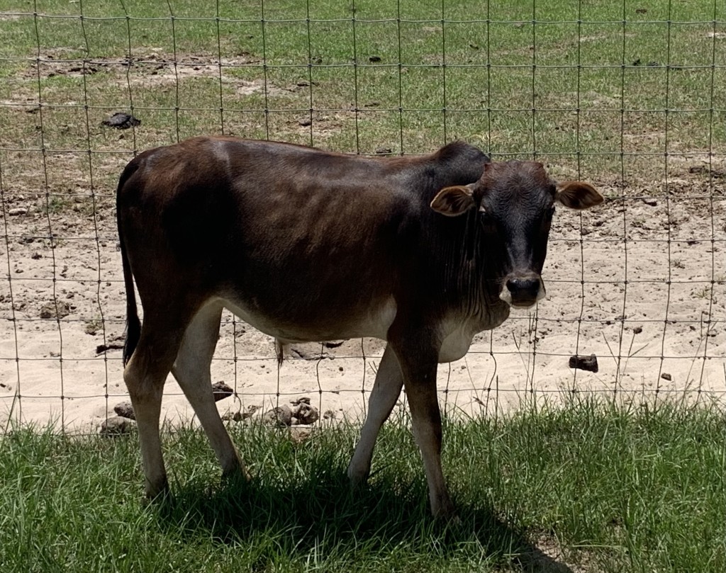 Zebu For Sale Stormy Hill Farms