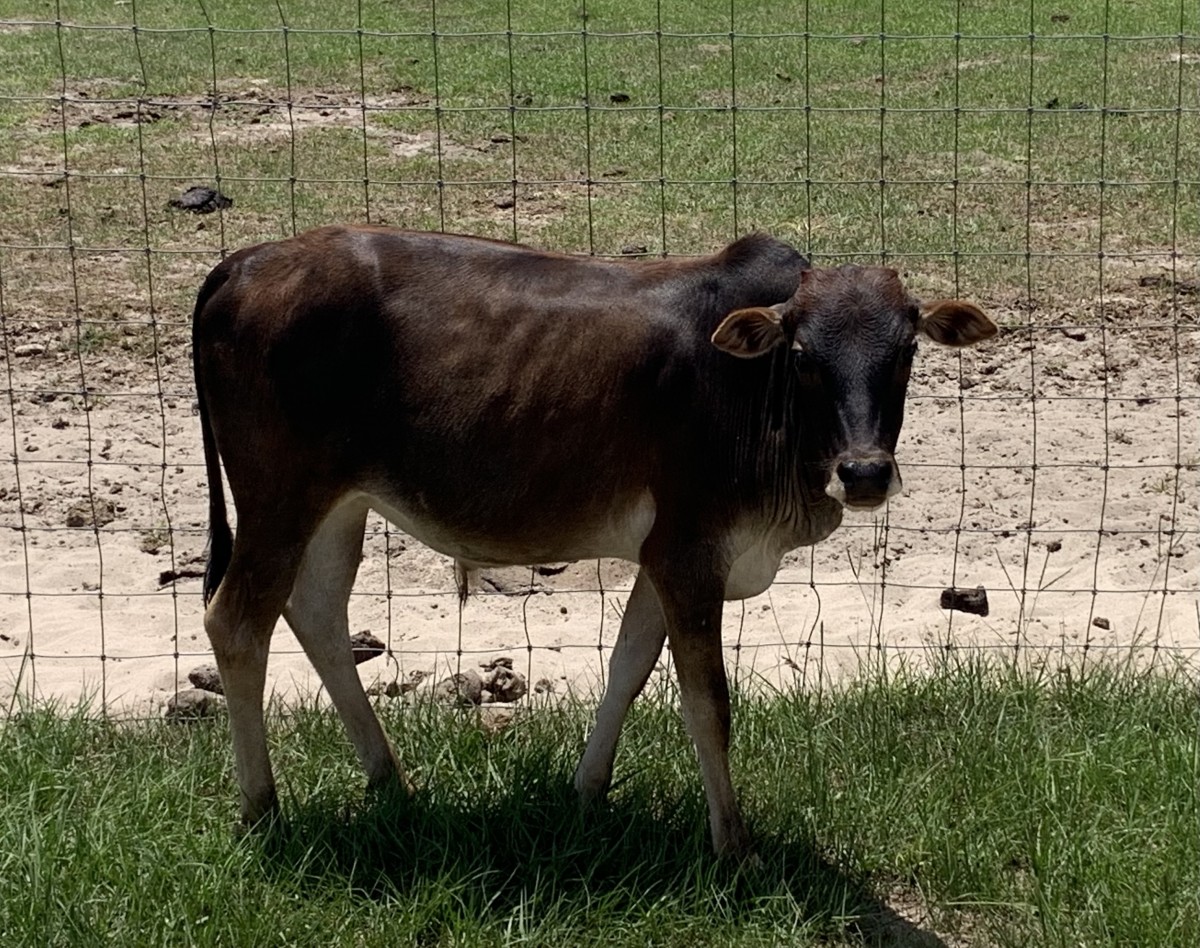 Zebu For Sale Stormy Hill Farms