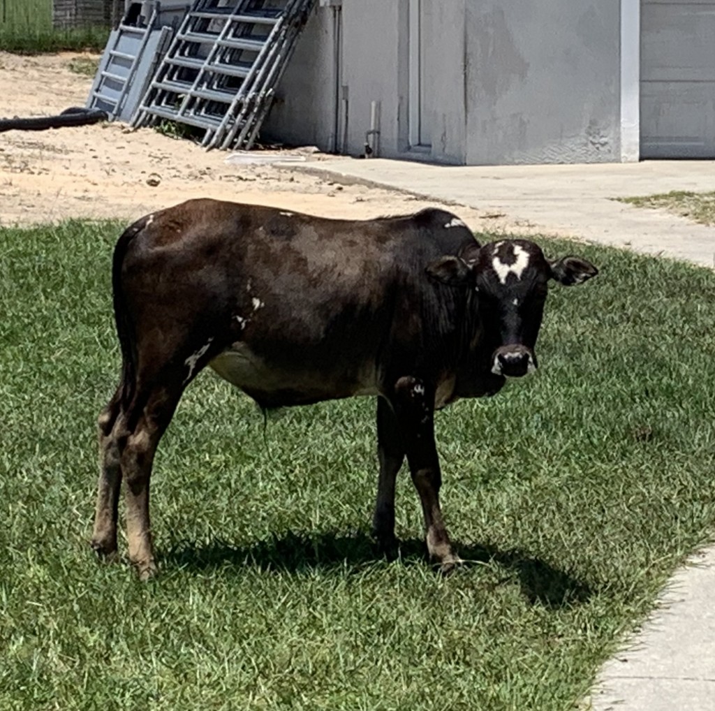 Zebu For Sale Stormy Hill Farms