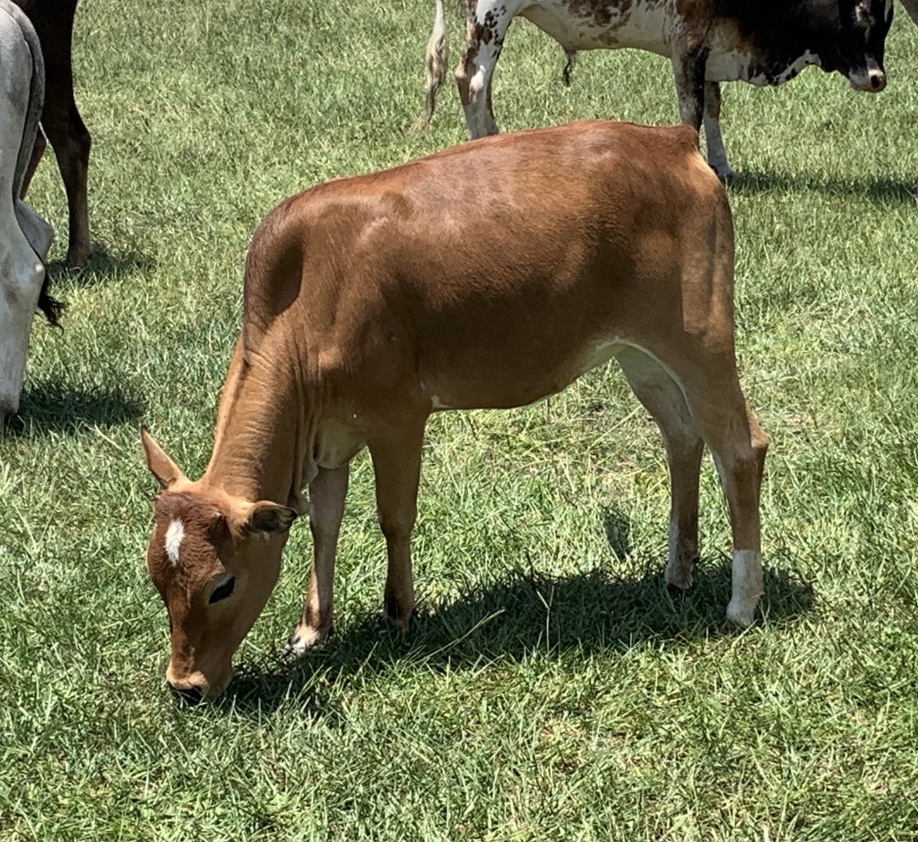 Zebu For Sale Stormy Hill Farms