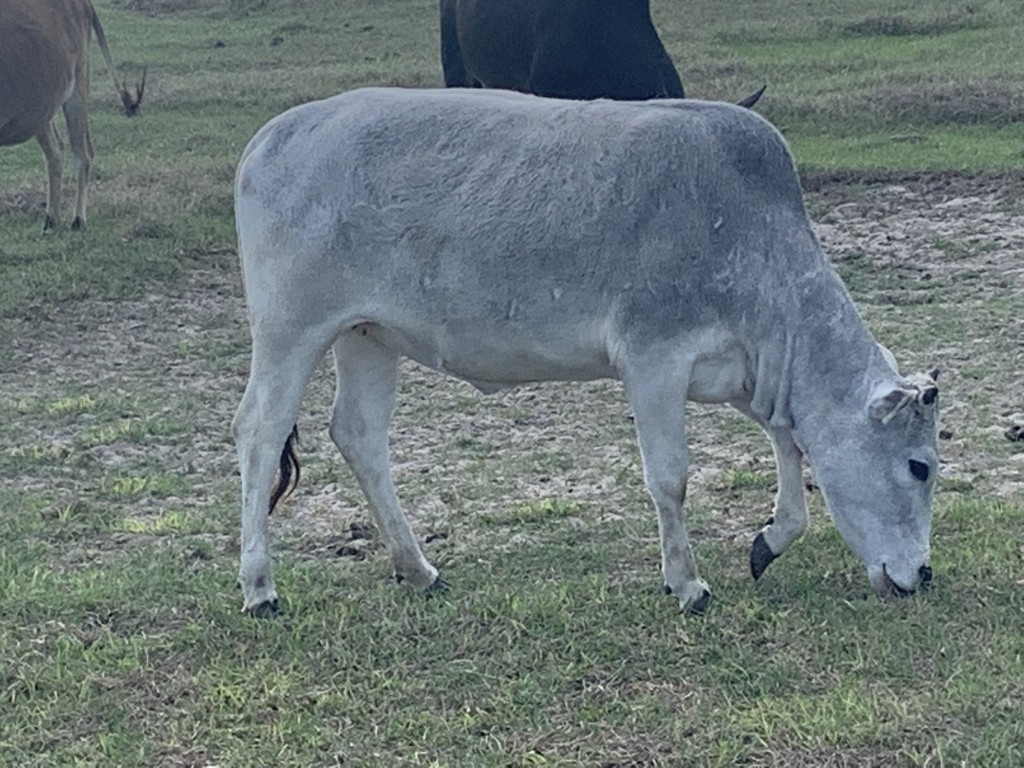 Zebu For Sale Stormy Hill Farms