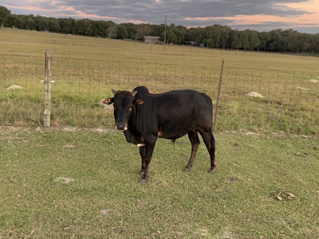 Zebu For Sale Stormy Hill Farms