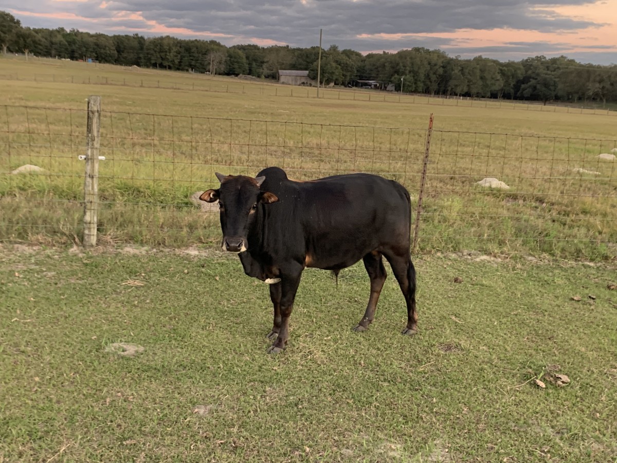 Zebu For Sale Stormy Hill Farms
