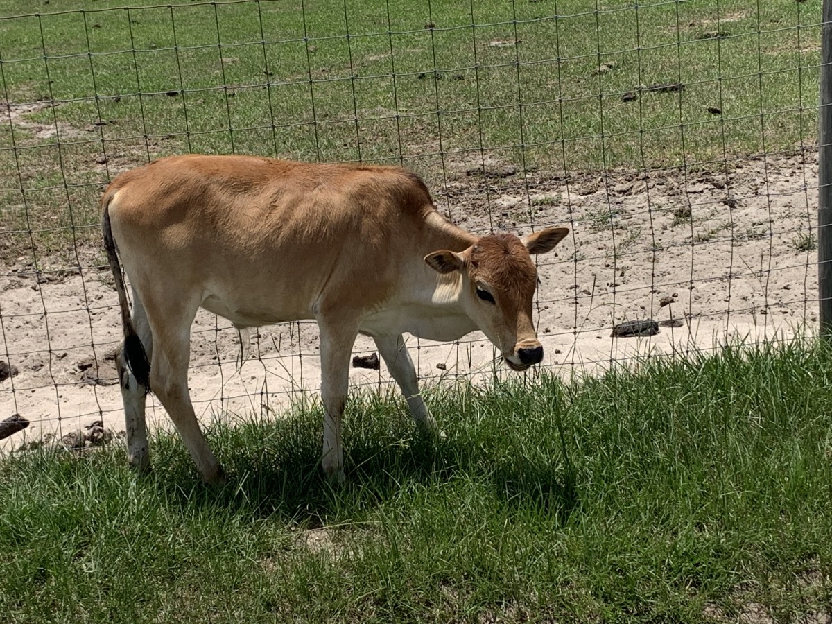 Zebu For Sale Stormy Hill Farms