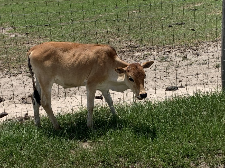 Zebu For Sale Stormy Hill Farms