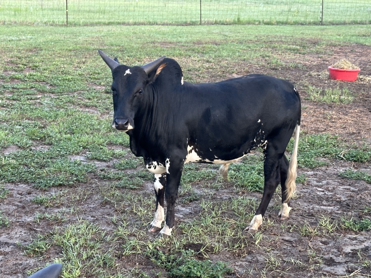 Zebu For Sale Stormy Hill Farms