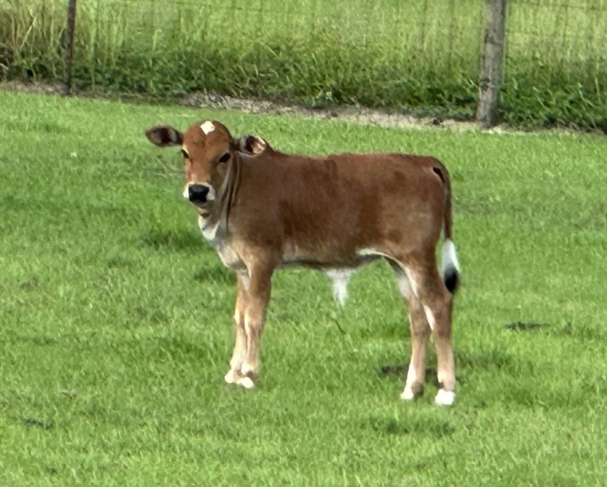Zebu For Sale Stormy Hill Farms